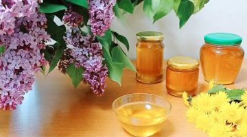 ?Целебный МЁД из ОДУВАНЧИКОВ ? Готовим ЛЕЧЕБНОЕ ВАРЕНЬЕ из Одуванчиков ? Одуванчиковый МЁД ? #264