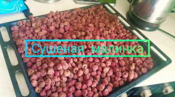 Как сушить малину в электросушилке???