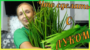 Рецепты из зеленого лука. Заготовки на зиму из зеленого лука. Засолка лука.