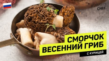 СМОРЧКИ - ПЕРВЫЕ ВЕСЕННИЕ ГРИБЫ #237